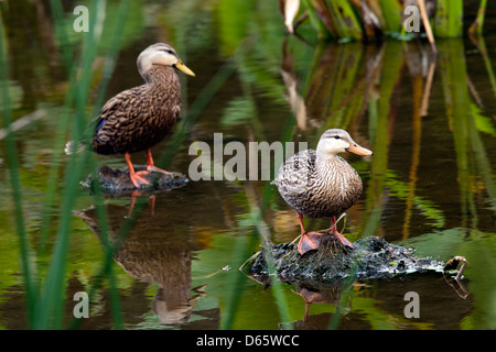 Mottled Ducks - Green Cay Wetlands - Boynton Beach, Florida USA Stock Photo