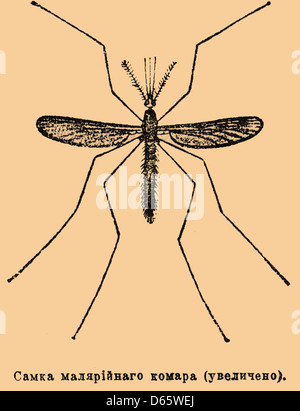 An illustration of an insect from the Brockhaus and Efron Encyclopedic ...