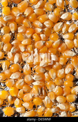 Close up of raw unpopped popcorn on aluminum surface Stock Photo