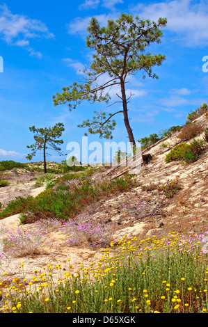 Alcácer do Sal, Troia Peninsula, Nature reserve, SetubaL district, Alentejo, Portugal, Europe. Stock Photo