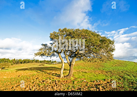 Corktree in the countryside from Portugal Stock Photo