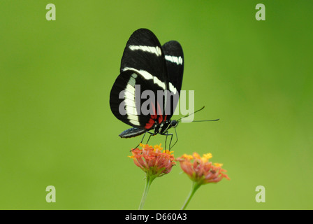 Hewitson's Longwing (Heliconius hewitsoni) feeding in Costa Rica rainforest
