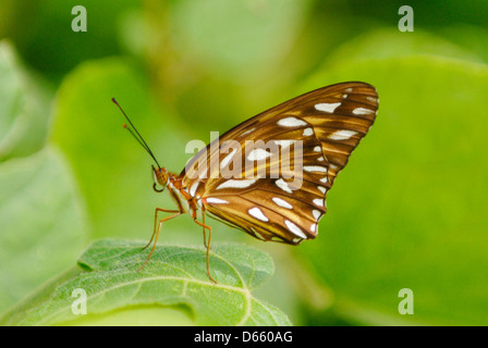 Gulf Fritillary (Agraulis vanilla) in the rainforest of the Osa Peninsua, Costa Rica. July 2012. Stock Photo