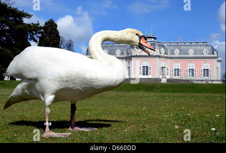 A swan looks for food ona meadow in front of Benrath Palace in Duesseldorf-Benrath, Germany, 12 April 2013. Photo: Horst Ossinger Stock Photo