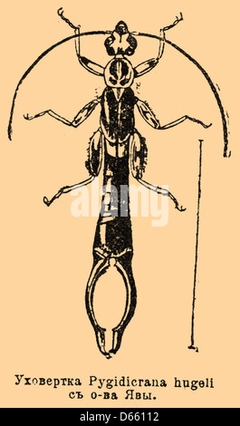 A public domain illustration from the 1907 Brockhaus and Efron ...
