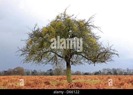 Bushy Park, SW London, England, UK.  12th April 2013. Stormy skies and heavy showers were the latest weather conditions in Southern England today. Credit: Julia Gavin / Alamy Live News Stock Photo