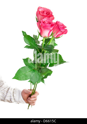 Big roses in hand, isolated on white background Stock Photo