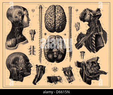 This illustration from the Brockhaus and Efron Encyclopedic Dictionary shows an anatomical depiction of the human brain and spinal cord, part of the public domain content in the 1907 edition. The detailed artwork highlights the central nervous system and its intricate structures. Stock Photo