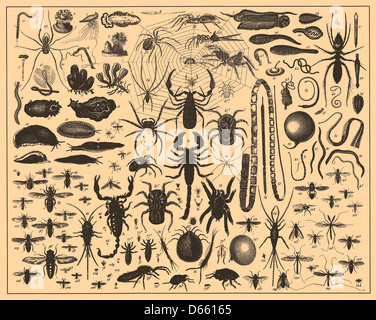 An insect illustration from the 1907 Brockhaus and Efron Encyclopedic ...
