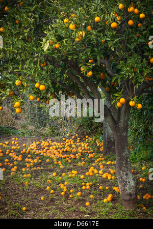 Fallen oranges in an orchard, Kardamyli, Outer Mani, Messinia, Peloponnese, Greece Stock Photo