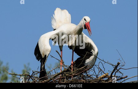 Displaying white stork on nest Stock Photo