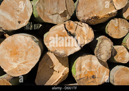 Stacked logs in forestry lumber yard Stock Photo