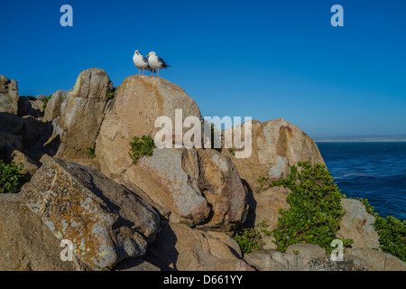 Two seagulls perch on a large rock outcropping overlooking the Pacific Ocean at Pacific Grove, California, USA. Stock Photo