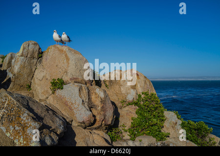 Two seagulls perch on a large rock outcropping overlooking the Pacific Ocean at Pacific Grove, California, USA. Stock Photo