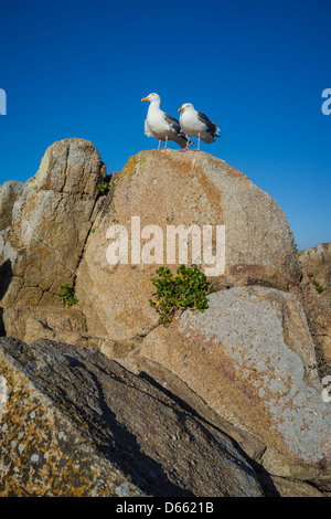 Two seagulls perch on a large rock outcropping overlooking the Pacific Ocean at Pacific Grove, California, USA. Stock Photo