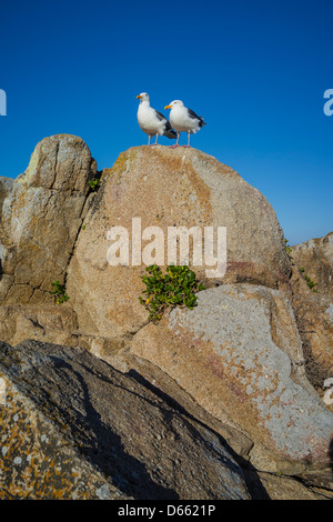 Two seagulls perch on a large rock outcropping overlooking the Pacific Ocean at Pacific Grove, California, USA. Stock Photo