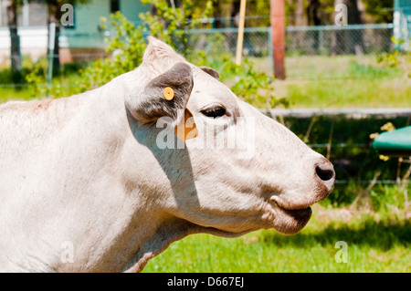 Happy and smiling white cow up-close Stock Photo