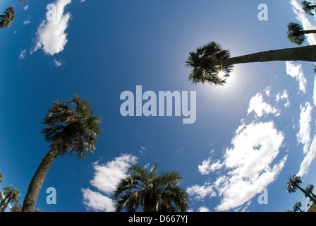 Endangered old-growth butia (pindo) palm grove in Rocha Uruguay Stock Photo