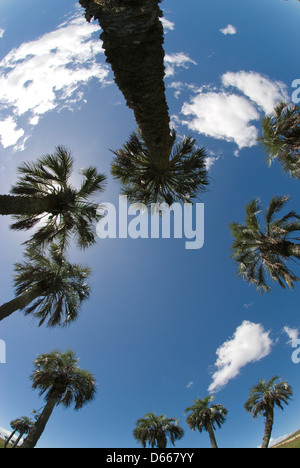 Endangered old-growth butia (pindo) palm grove in Rocha Uruguay Stock Photo