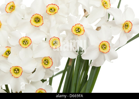 White narcissus with stem on white background Stock Photo