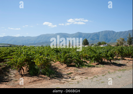 Zandliet wine estate vines Robertson western cape South Africa  Southern African wine industry Stock Photo