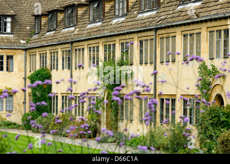 Verbena bonariensi in Nuffield College garden, University of Oxford Stock Photo