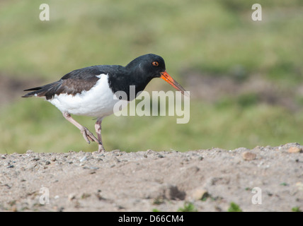 Haematopus ostralegus, Oyster Catcher forages for food on Marazion marsh Stock Photo