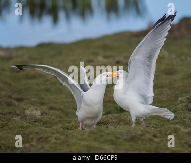 Gulls Fighting at Marazion Marsh Cornwall Stock Photo