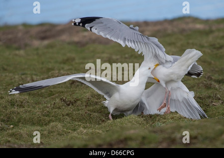 Gulls fighting at Marazion Marsh Cornwall Stock Photo