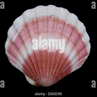 Still life, scallop shell, black background, studio lighting, highly detailed Stock Photo