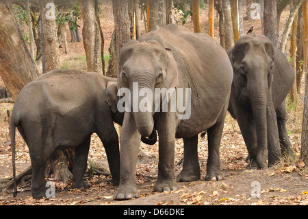 Indian Elephants ( Elephas maximus indicus ) Stock Photo