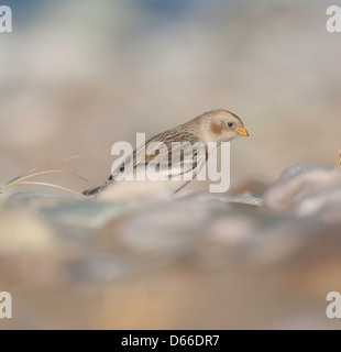 Plectrophenax nivalis - snow bunting feeding on sandy and pebble beach Stock Photo