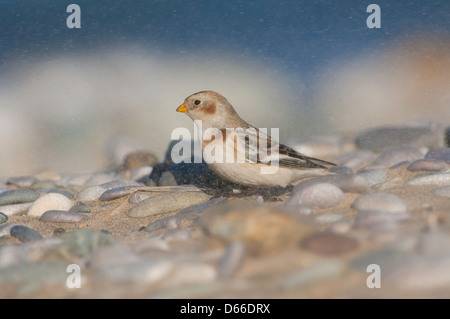 Plectrophenax nivalis - snow bunting feeding on sand and pebble beach Stock Photo