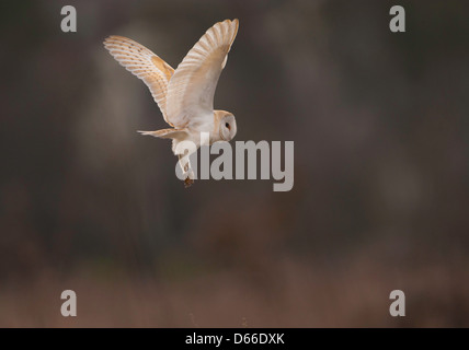 Tyto alba,  Barn owl hovering in flight against a blurred background Stock Photo