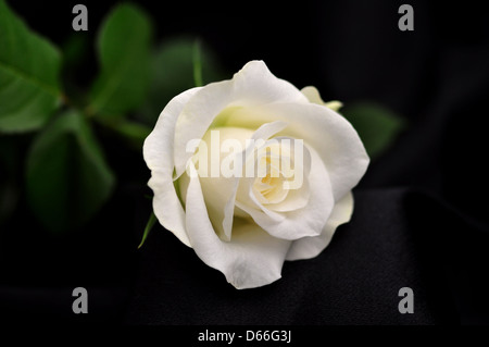White rose on black background Stock Photo