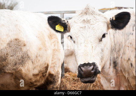 Vowley Farm Royal Wootton Bassett Wilts British Whites White cow cows bull bulls cattle herd in paddock organic barn dairy farming agriculture Stock Photo