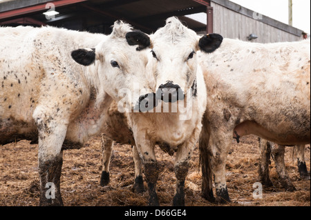 Vowley Farm Royal Wootton Bassett Wilts British Whites White cow cows bull bulls cattle herd in paddock organic barn dairy farming agriculture Stock Photo