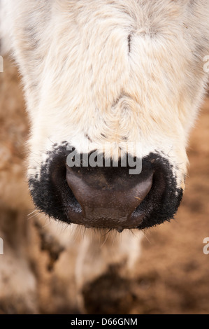 Vowley Farm Royal Wootton Bassett Wilts organic cow cattle British White nose mouth head face detail Stock Photo