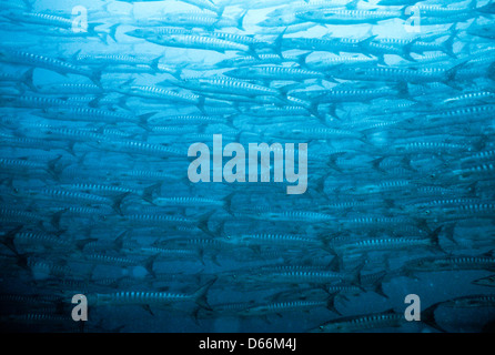 Schools of Barracuda,Sphyraena,Circle of Sipadan Nov 1990 Underwater Slide Conversions,one of the richest marine habitats,Sabah Stock Photo