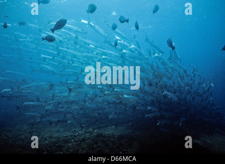 Schools of Barracuda,Sphyraena,Circle of Sipadan Nov 1990 Underwater Slide Conversions,one of the richest marine habitats,Sabah Stock Photo