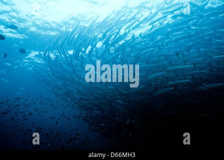 Schools of Barracuda,Sphyraena,Circle of Sipadan Nov 1990 Underwater Slide Conversions,one of the richest marine habitats,Sabah Stock Photo