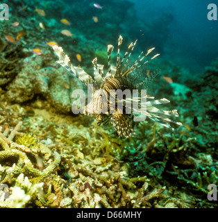 One large pterois volitans fish with spikes and stripes in blue salt water  Stock Photo - Alamy