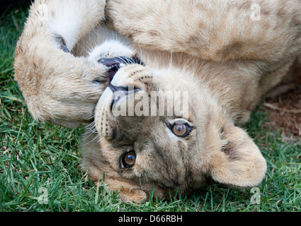 Seven month old lion cub playing on the ground. Antelope Park, Zimbabwe, Africa. Stock Photo