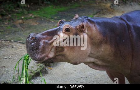 Hippopotamus at Zoo Negara, National Zoo of Malaysia Stock Photo