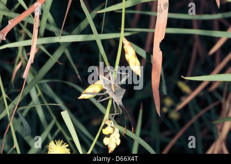Australian Crusader / Holy Cross  Beetle/ Squash / Bug on Flinders Range Wattle flower stem [Acacia iteaphylla] - Mictis profana Stock Photo