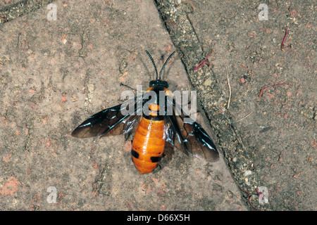 Australian Melaleuca Sawfly- Lophyrotoma zonalis -Family Pergidae Stock Photo