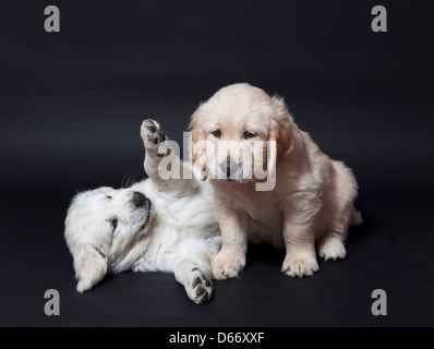 Two Golden Retriever puppies 7 weeks old in a studio with black background Stock Photo