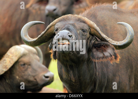 African Buffalo (Syncerus Caffer), Serengeti, Tanzania Stock Photo
