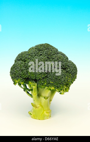 Raw broccoli against a blue and white background. Stock Photo