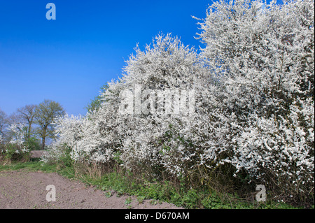 blooming blackthorn hedge (prunus spinosa), oldenburger münsterland, niedersachsen, germany Stock Photo